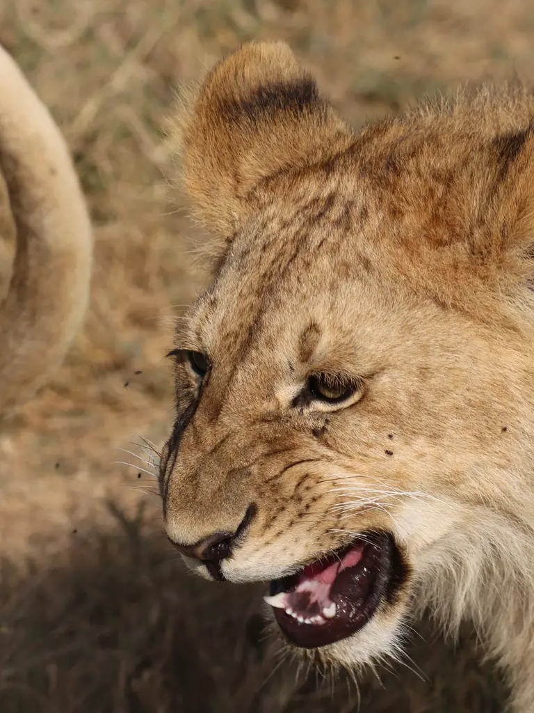 Private Safari-Rundreise in Tansania – von Löwengebrüll bis Wellenrauschen